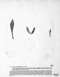 Uredo lychnidearum image